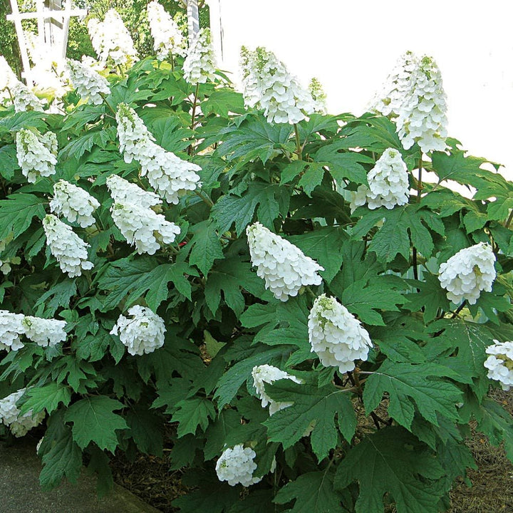 Hydrangea quercifolia Gatsby Gal®