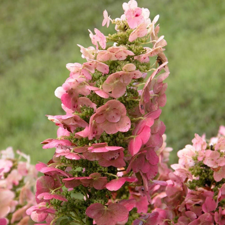 Hydrangea quercifolia 'Ruby Slippers'