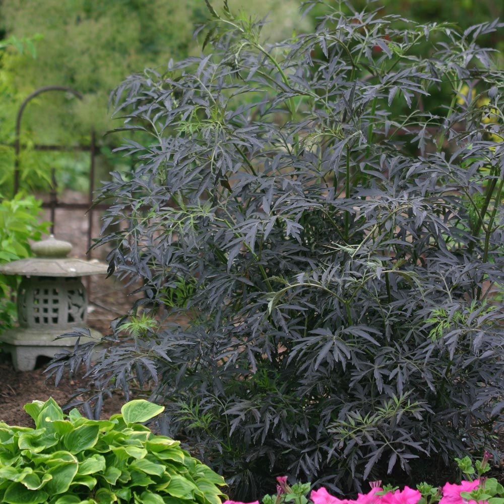 Sambucus nigra f. porphyrophylla Black Lace®