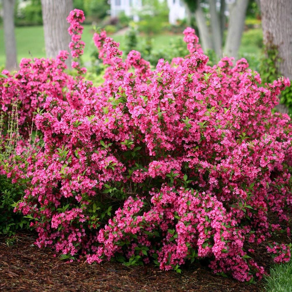 Weigela florida Sonic Bloom® Pink