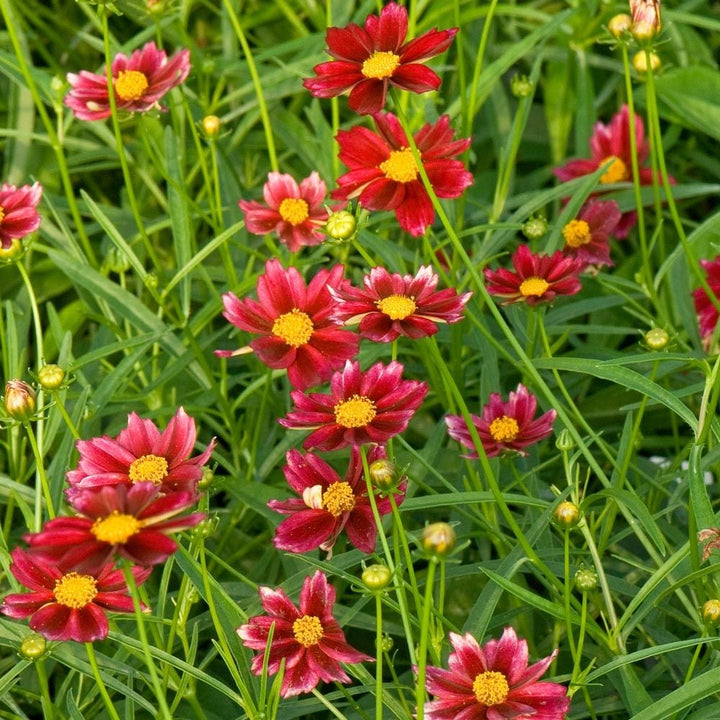 Coreopsis Big Bang™ 'Mercury Rising'