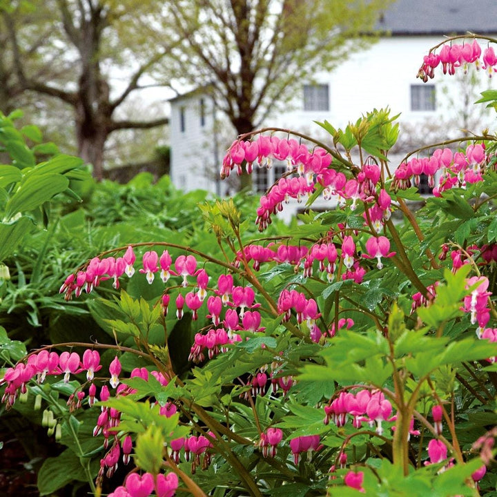 Lamprocapnos spectabilis
