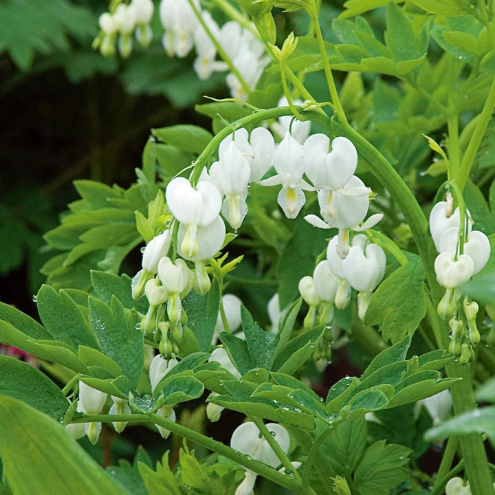 Lamprocapnos spectabilis 'Alba'