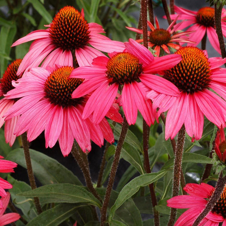 Echinacea 'Glowing Dream'