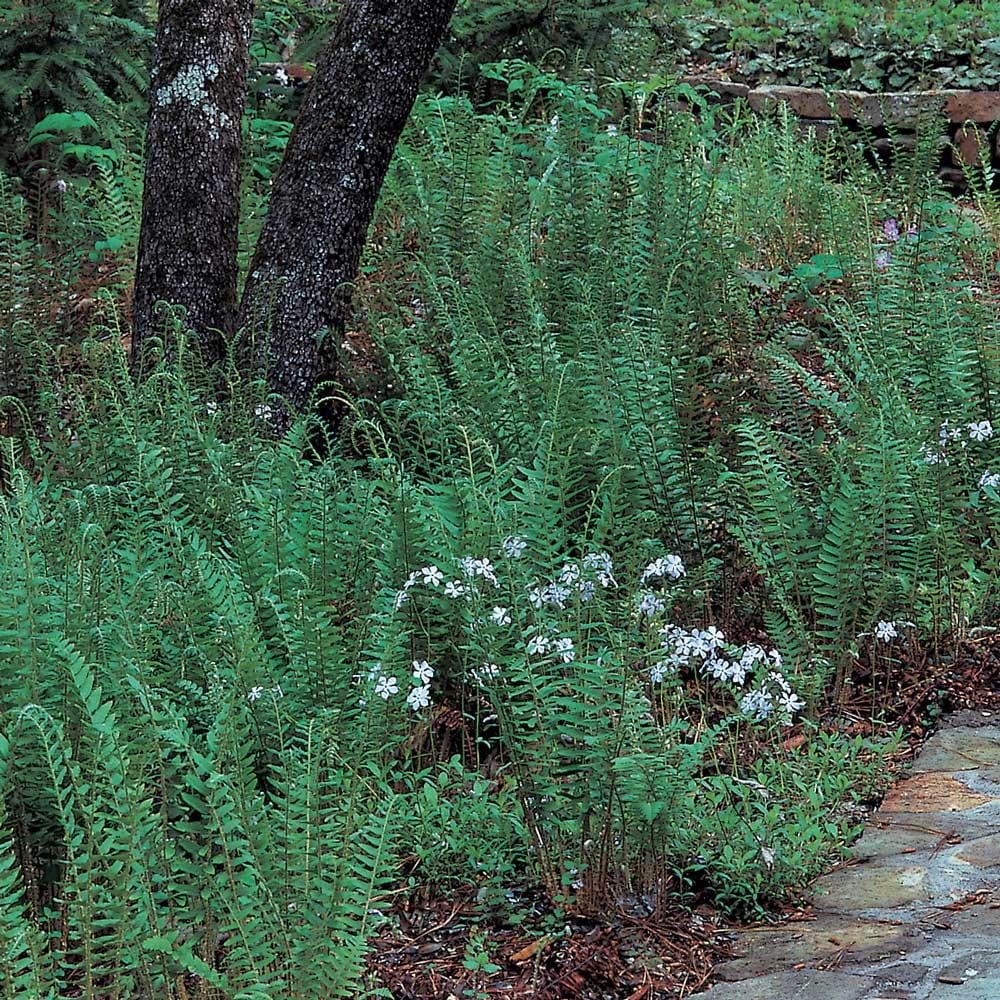Polystichum acrostichoides