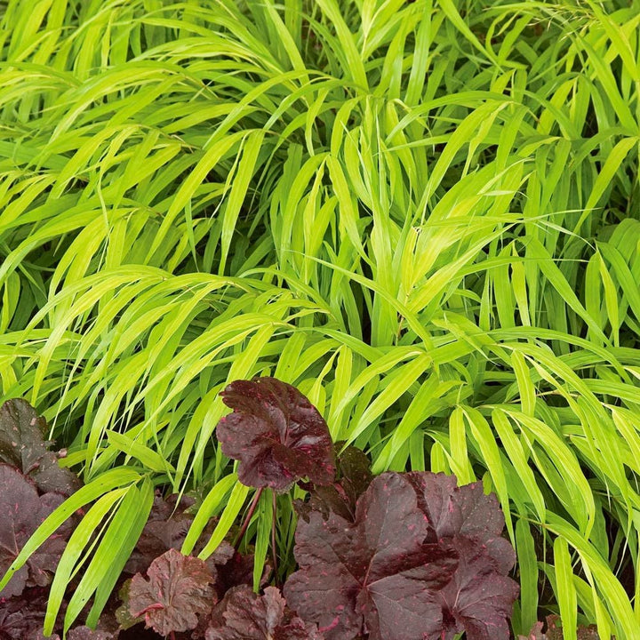 Hakonechloa macra 'All Gold'