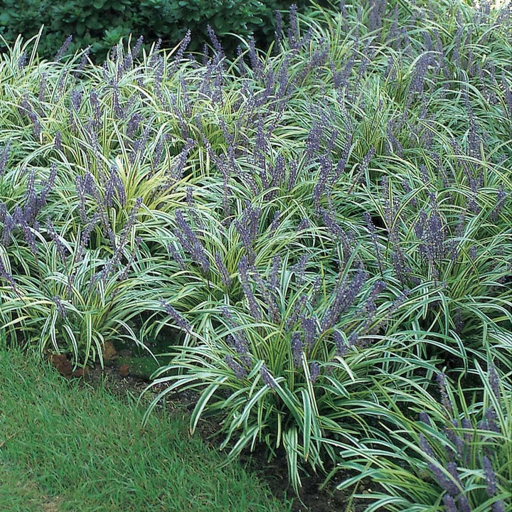 Liriope muscari 'Variegata'