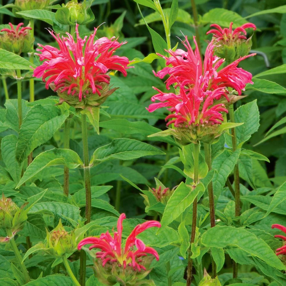 Monarda didyma 'Coral Reef'