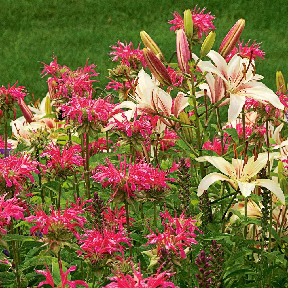 Monarda didyma 'Coral Reef'