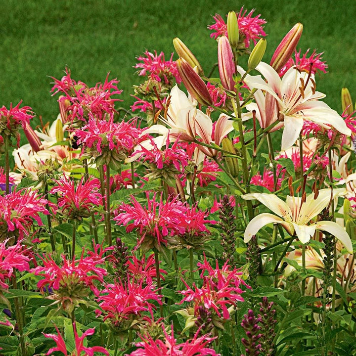Monarda didyma 'Coral Reef'