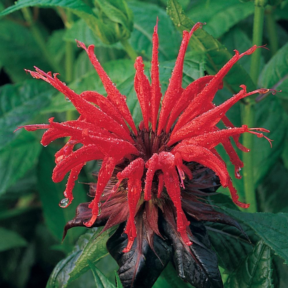 Monarda didyma 'Jacob Cline'