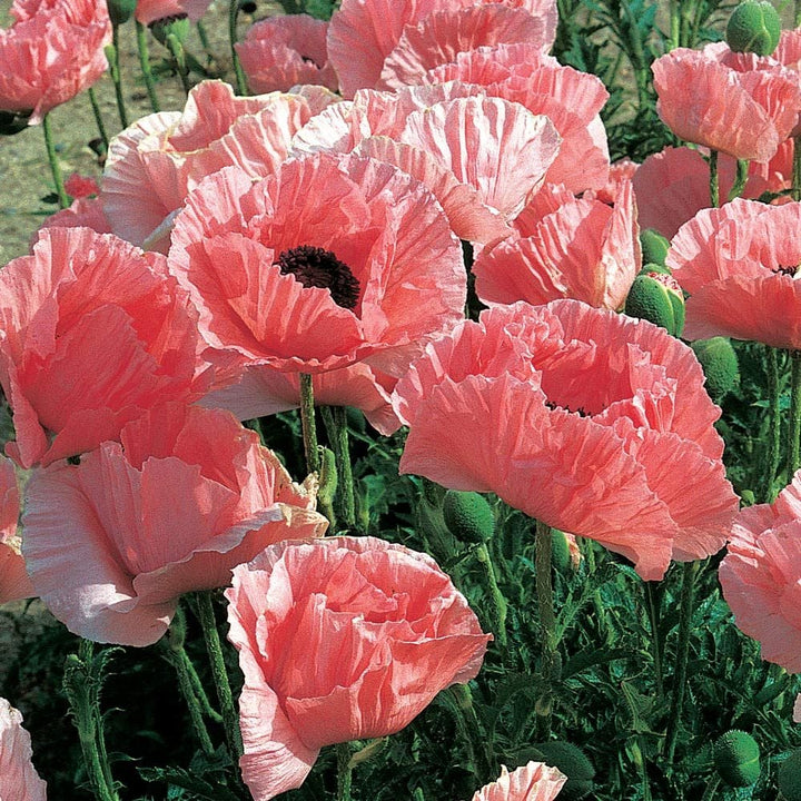 Papaver orientale 'Helen Elizabeth'