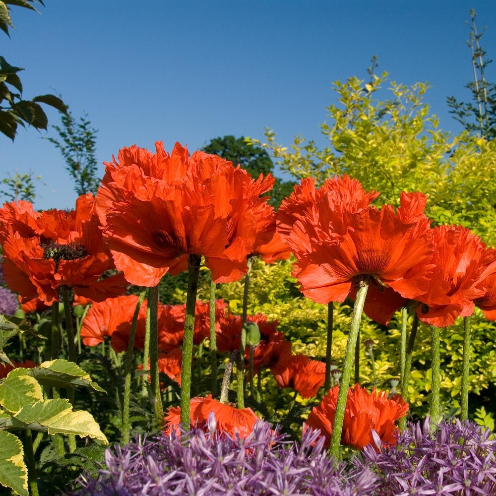 Papaver orientale 'Türkenlouis'