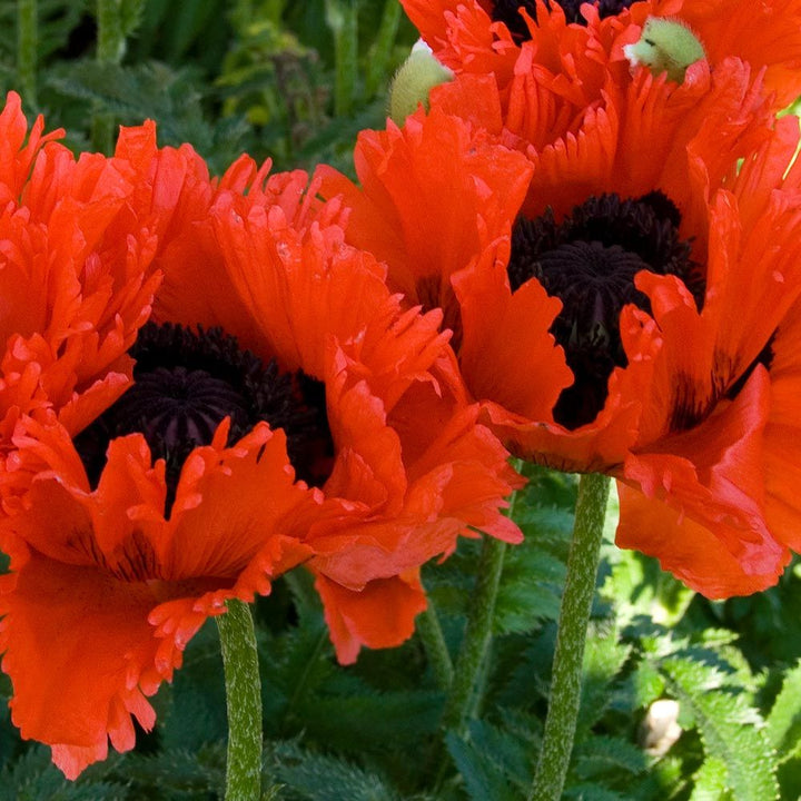 Papaver orientale 'Türkenlouis'