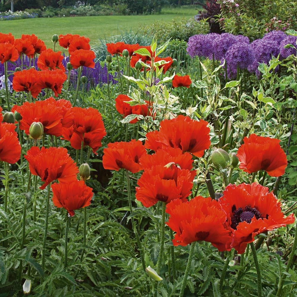 Papaver orientale 'Türkenlouis'