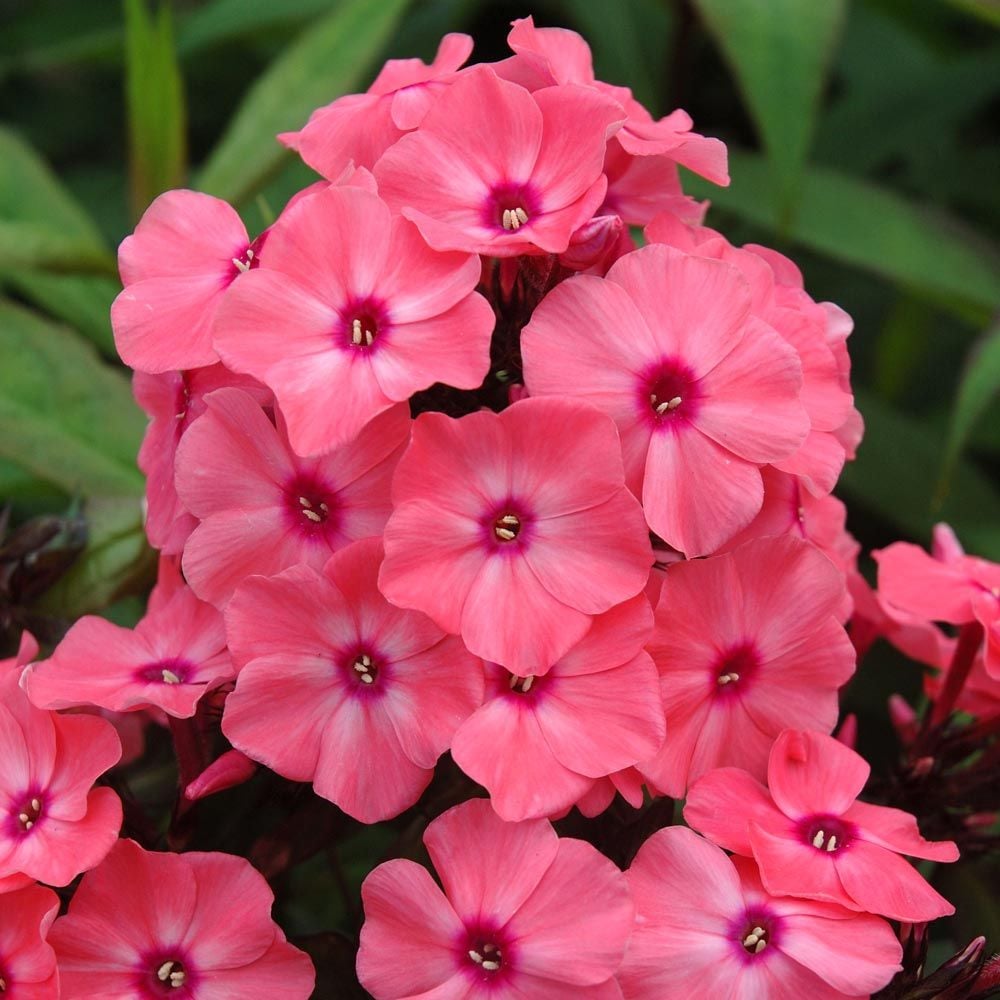 Phlox paniculata Candy Store® Coral Crème Drop