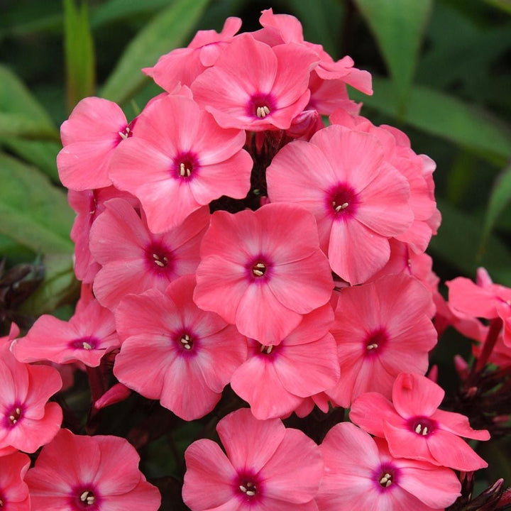 Phlox paniculata Candy Store® Coral Crème Drop