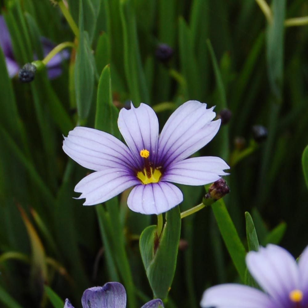 Sisyrinchium angustifolium 'Lucerne'