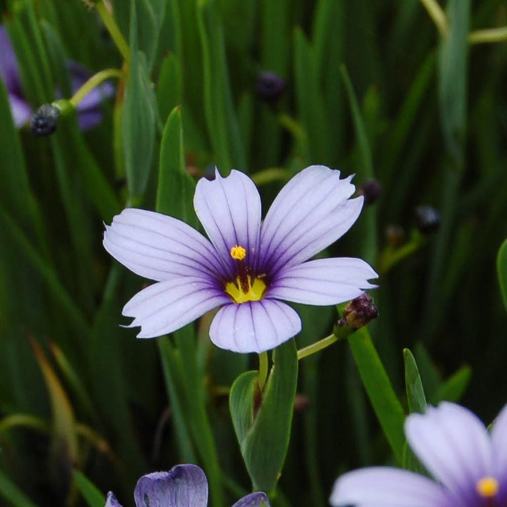 Sisyrinchium angustifolium 'Lucerne'