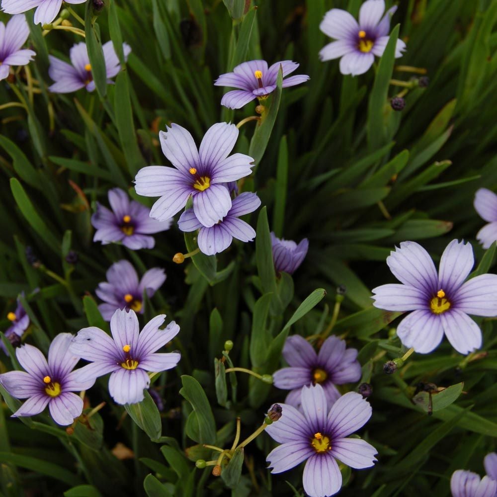 Sisyrinchium angustifolium 'Lucerne'