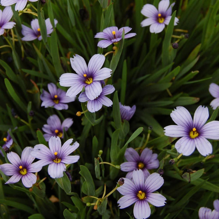 Sisyrinchium angustifolium 'Lucerne'