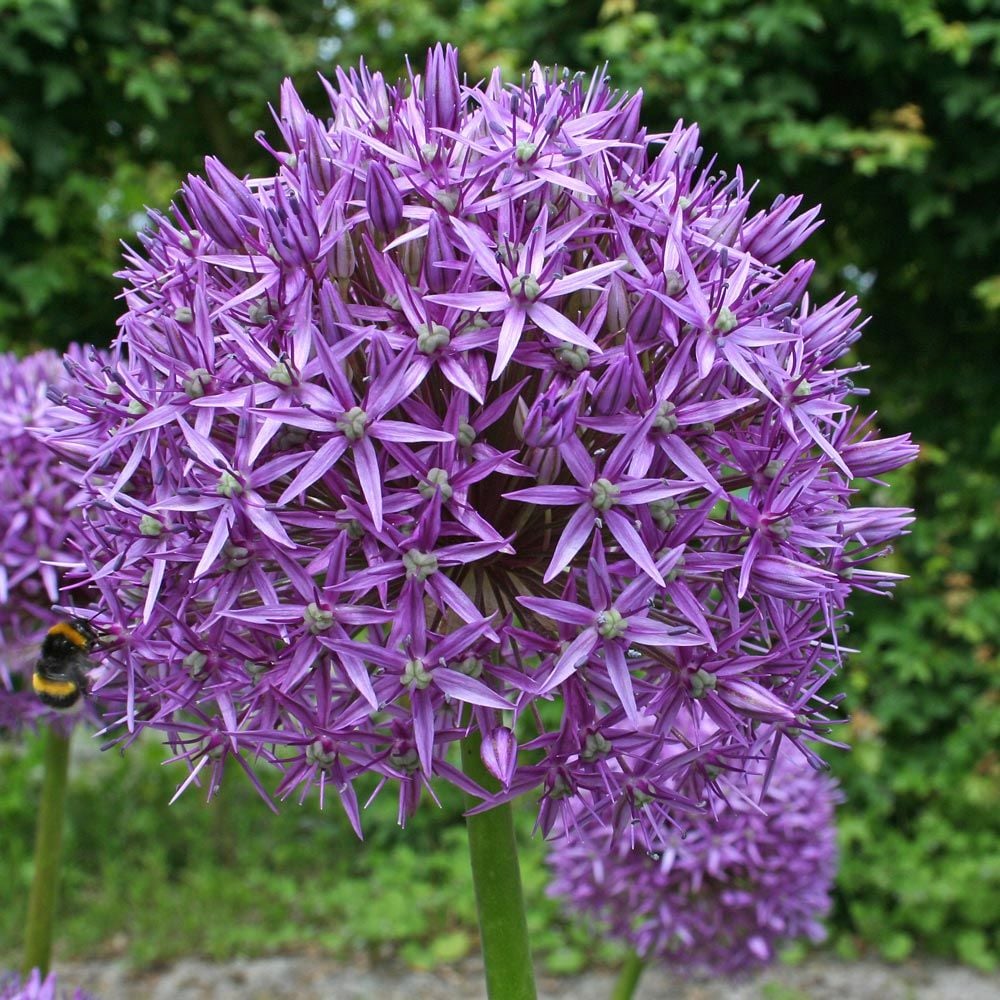 Allium 'Globemaster'