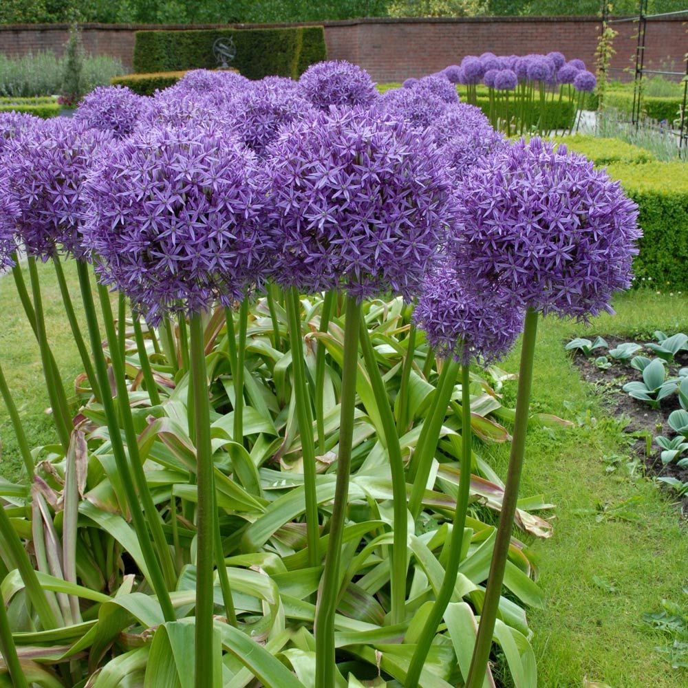 Allium 'Globemaster'