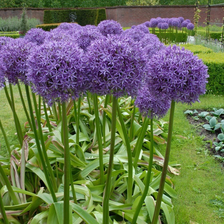 Allium 'Globemaster'