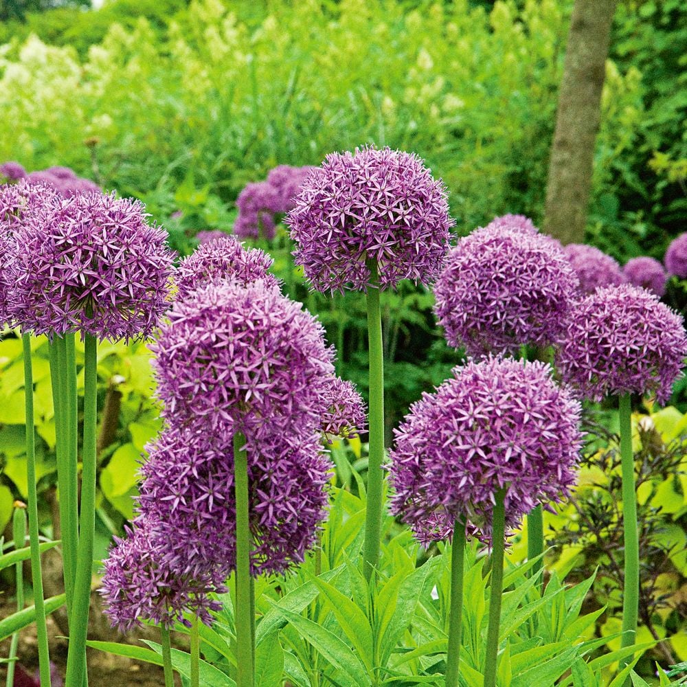 Allium 'Globemaster'