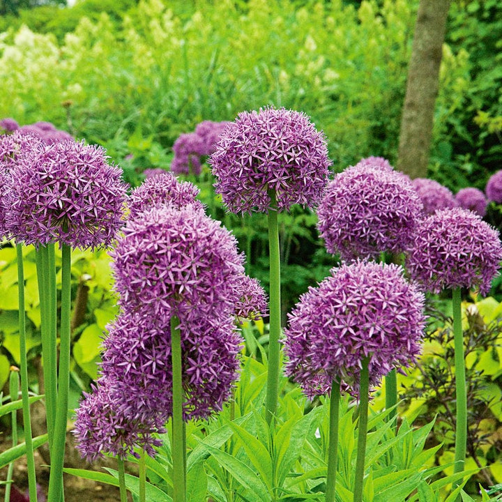 Allium 'Globemaster'