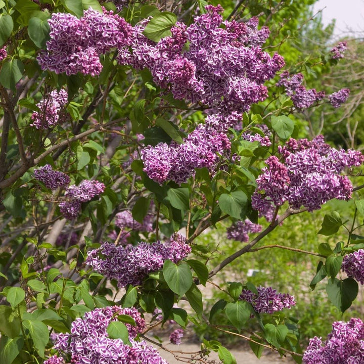 Syringa vulgaris 'Sensation'
