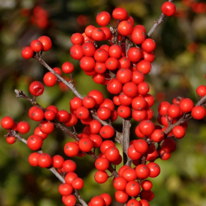 Winterberry Trio - 1 gallon pots