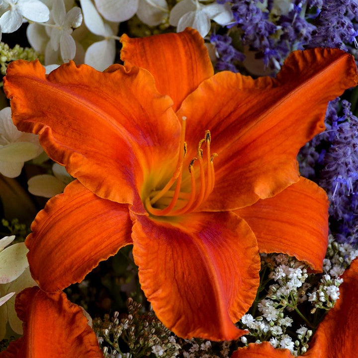 Hemerocallis 'Alabama Jubilee'