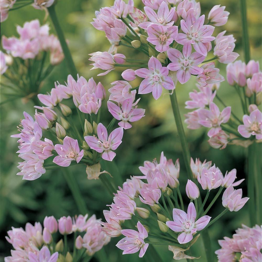 Allium unifolium