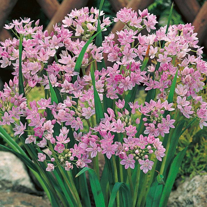 Allium unifolium