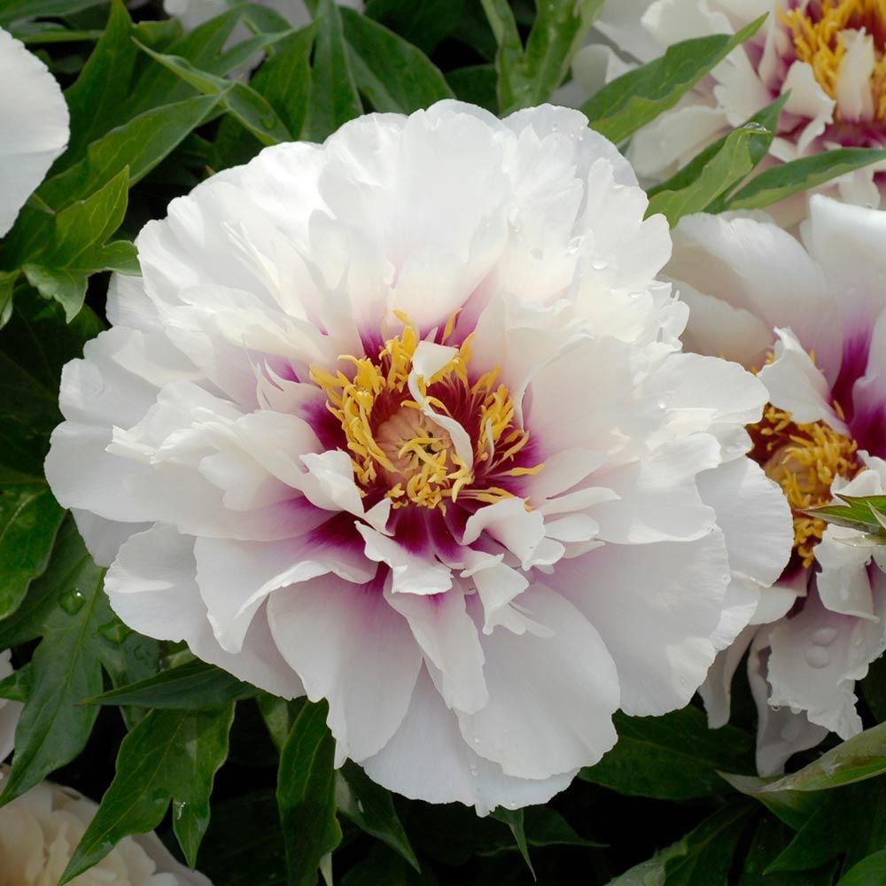 Itoh Peony 'Cora Louise'