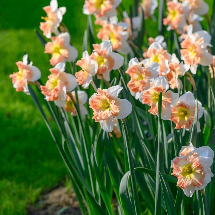Narcissus 'Mallee'