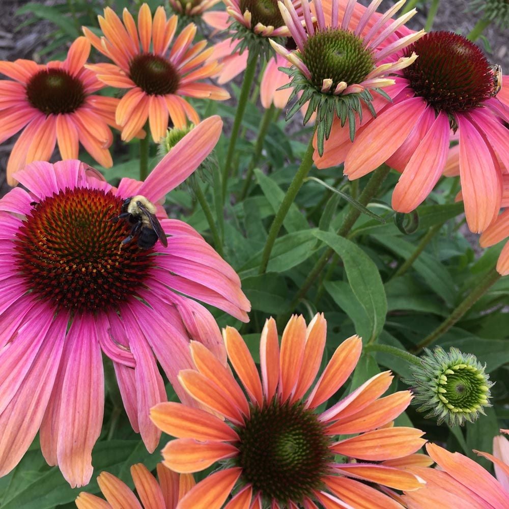 Echinacea purpurea Butterfly™ Rainbow Marcella