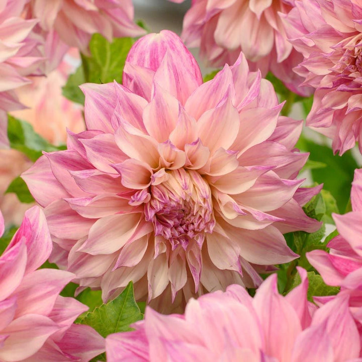 Dahlia 'Café au Lait Royal'