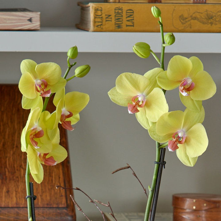 Yellow Moth Orchid in golden metal cachepot