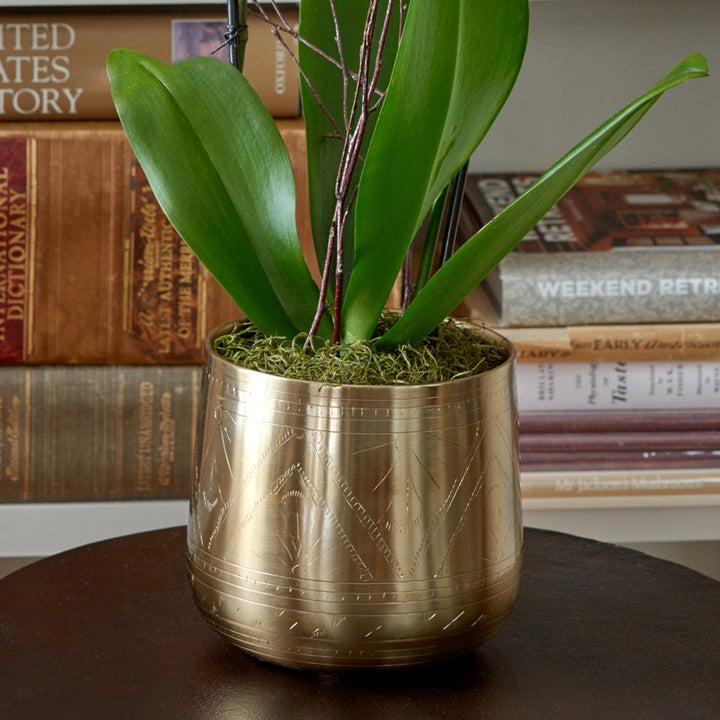Yellow Moth Orchid in golden metal cachepot