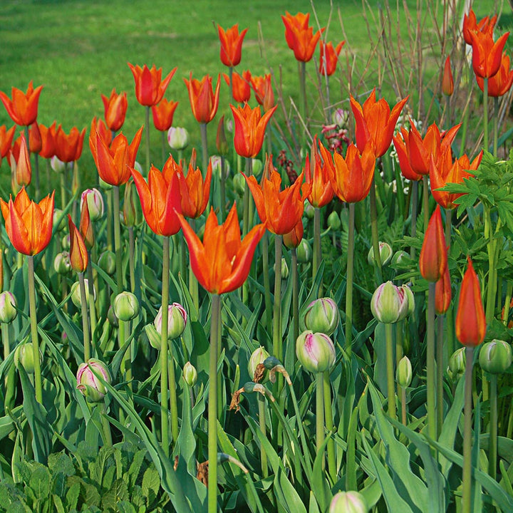 Tulip 'Ballerina'