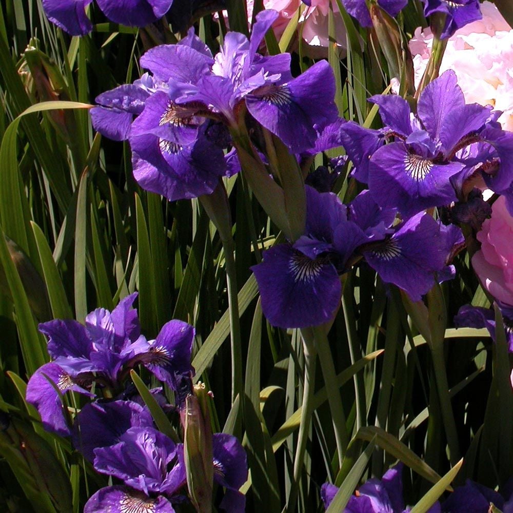 Wings Over Water Siberian Iris Collection