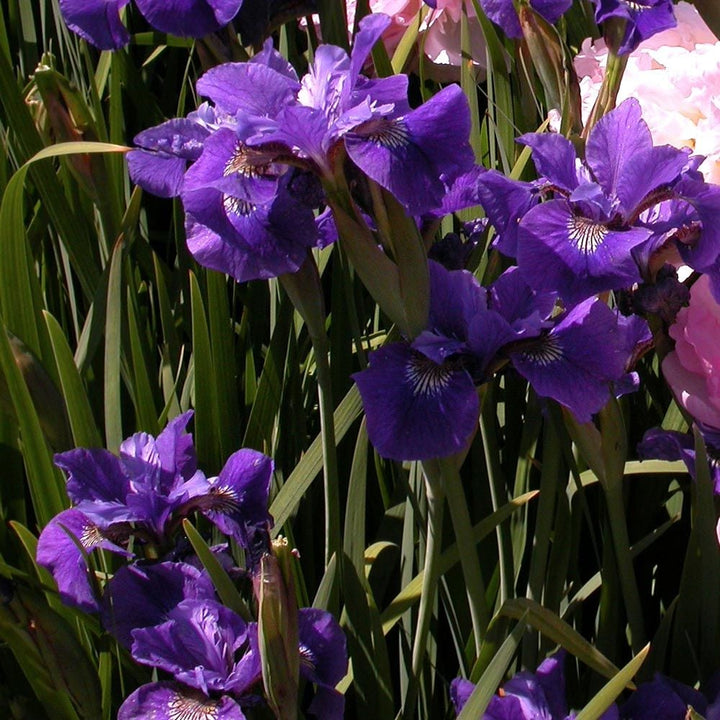 Wings Over Water Siberian Iris Collection