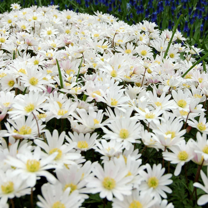 Anemone Blue and White Mix