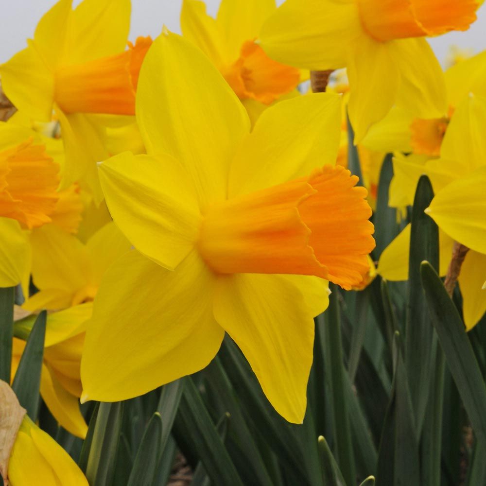 Spring Trumpet Daffodil Mix