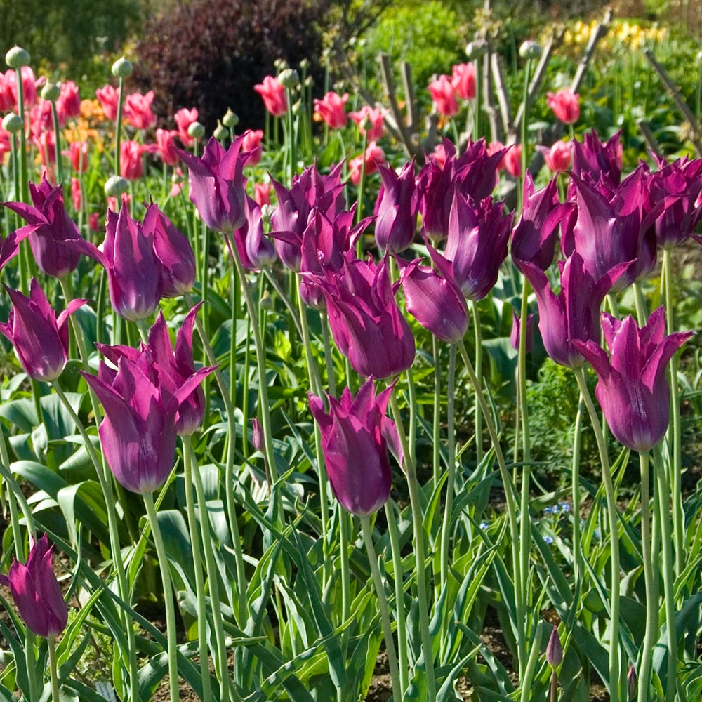 Tulip 'Purple Dream'
