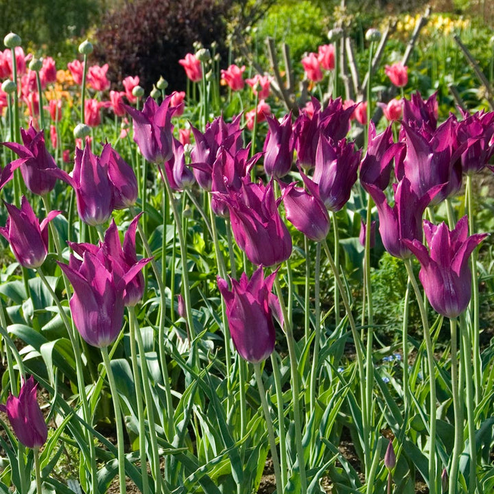 Tulip 'Purple Dream'