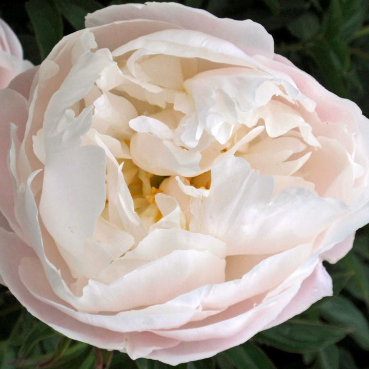 Peony 'Moonstone'