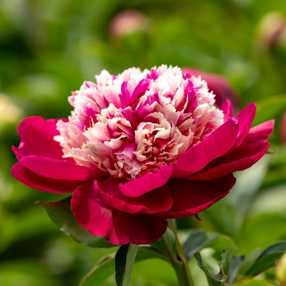 Peony 'White Cap'